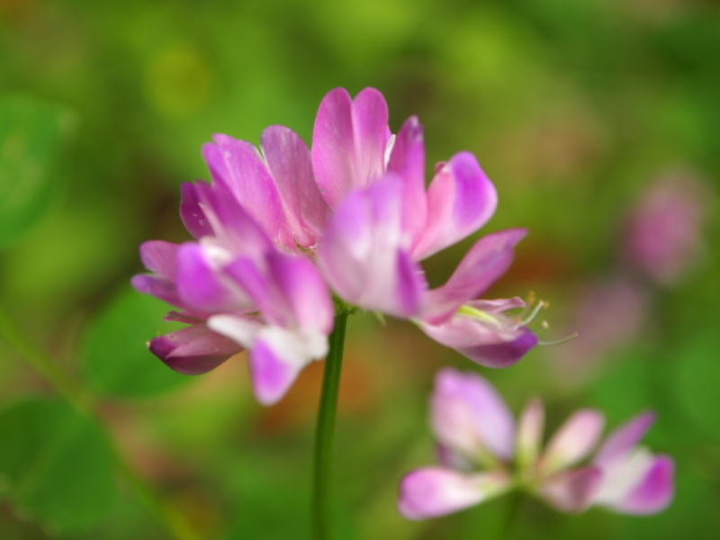 f:id:hanamizuki1966:20110515105257j:image:w400