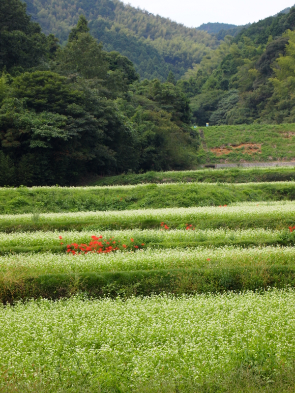 f:id:hanamizuki1966:20110929104613j:image:h450
