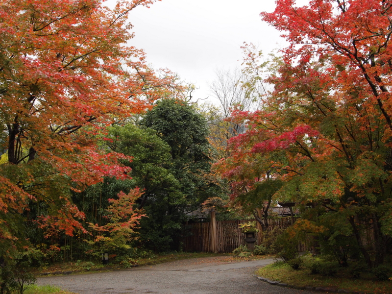f:id:hanamizuki1966:20111106144158j:image:w500