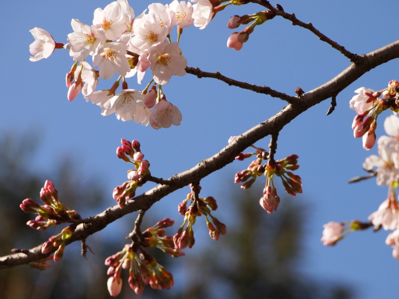f:id:hanamizuki1966:20120401133439j:image:w500