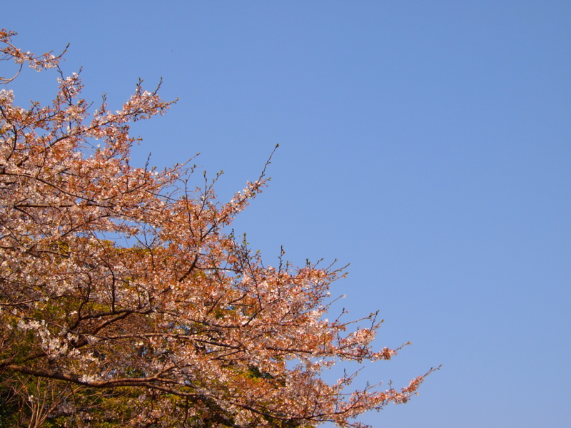f:id:hanamizuki1966:20120409085455j:image:w500