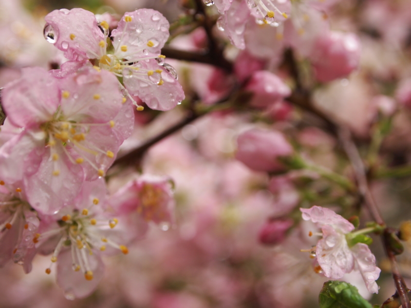 f:id:hanamizuki1966:20120411124433j:image:w450