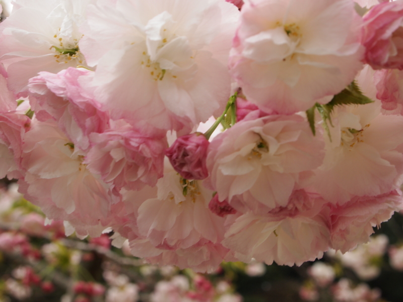 f:id:hanamizuki1966:20120417123849j:image:w500