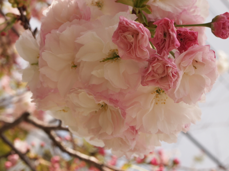 f:id:hanamizuki1966:20120417124651j:image:w500