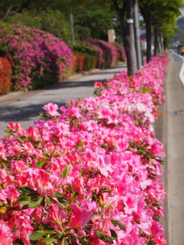 f:id:hanamizuki1966:20120428143104j:image:h500