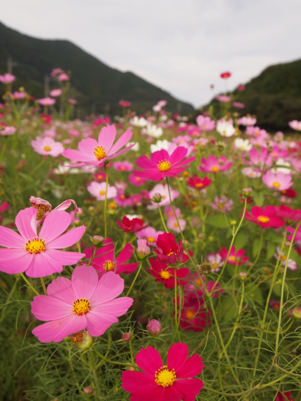 f:id:hanamizuki1966:20121005160821j:image:h500