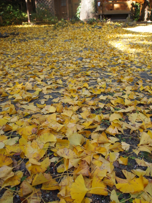f:id:hanamizuki1966:20121125104315j:image:h450
