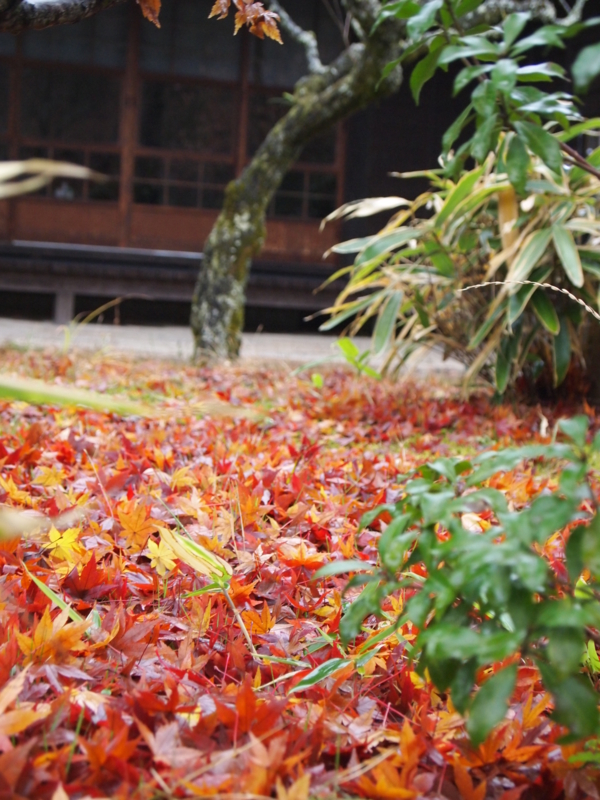 f:id:hanamizuki1966:20121126153251j:image:h350