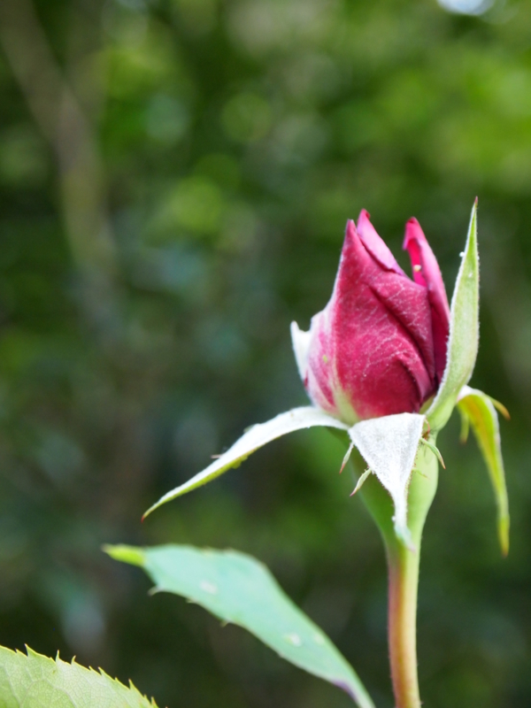 f:id:hanamizuki1966:20130513165422j:image:h400