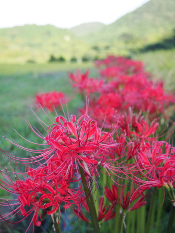 f:id:hanamizuki1966:20130916171854j:image:h450