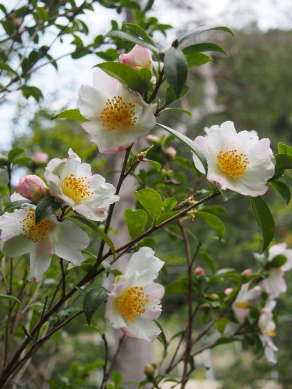 f:id:hanamizuki1966:20131109131753j:image:h500