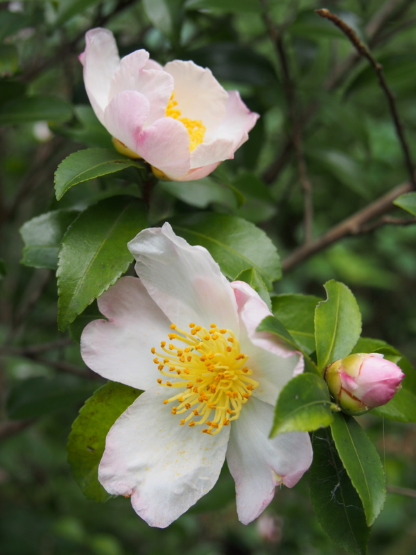 f:id:hanamizuki1966:20131109131946j:image:h500