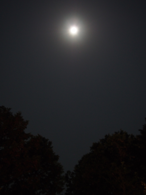 f:id:hanamizuki1966:20131115235042j:image:h400