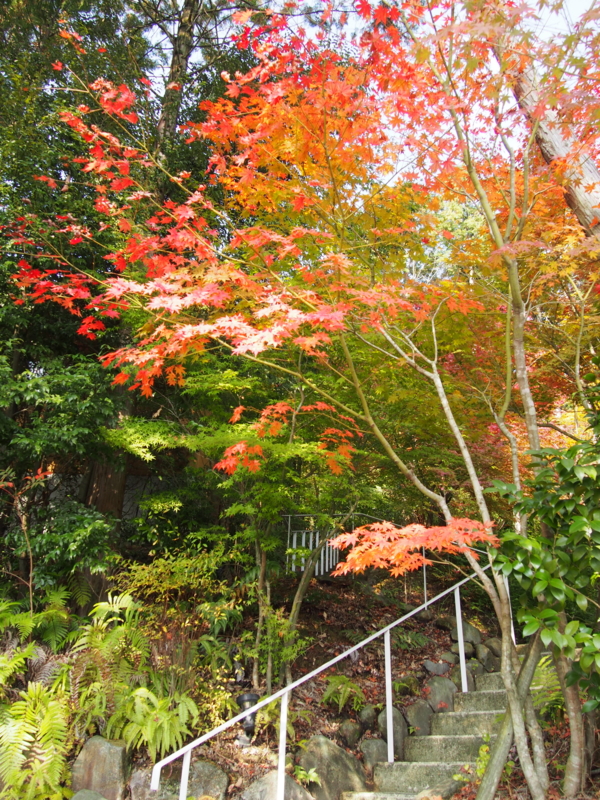 f:id:hanamizuki1966:20131116104319j:image:h450