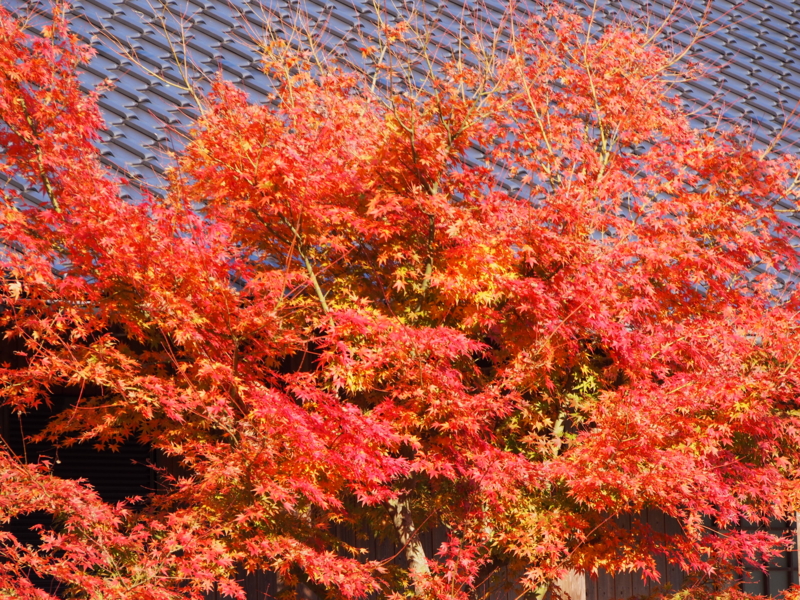 f:id:hanamizuki1966:20131125140846j:image:w500