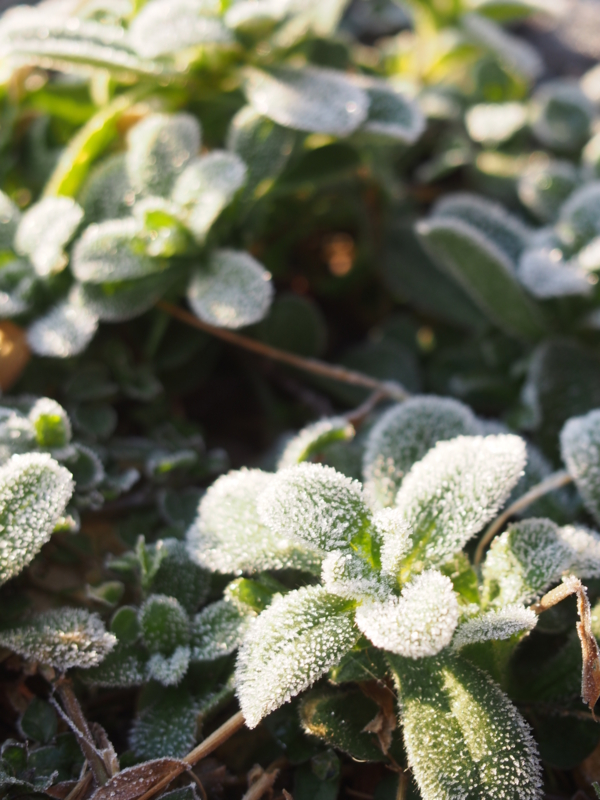 f:id:hanamizuki1966:20140123082711j:image:h400