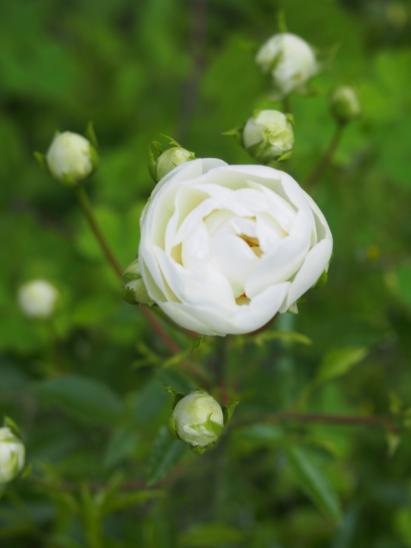 f:id:hanamizuki1966:20140522163815j:image:h400
