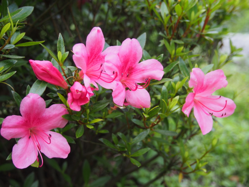 f:id:hanamizuki1966:20140522164155j:image:w400