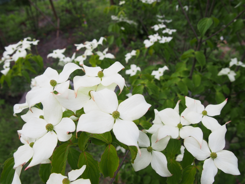 f:id:hanamizuki1966:20140522164825j:image:w400