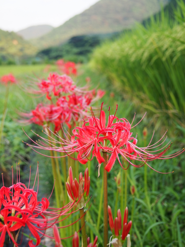 f:id:hanamizuki1966:20140909180305j:image:h450
