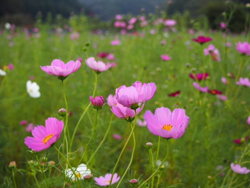 f:id:hanamizuki1966:20141006133957j:image:w450