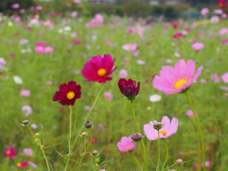 f:id:hanamizuki1966:20141006134212j:image:w450