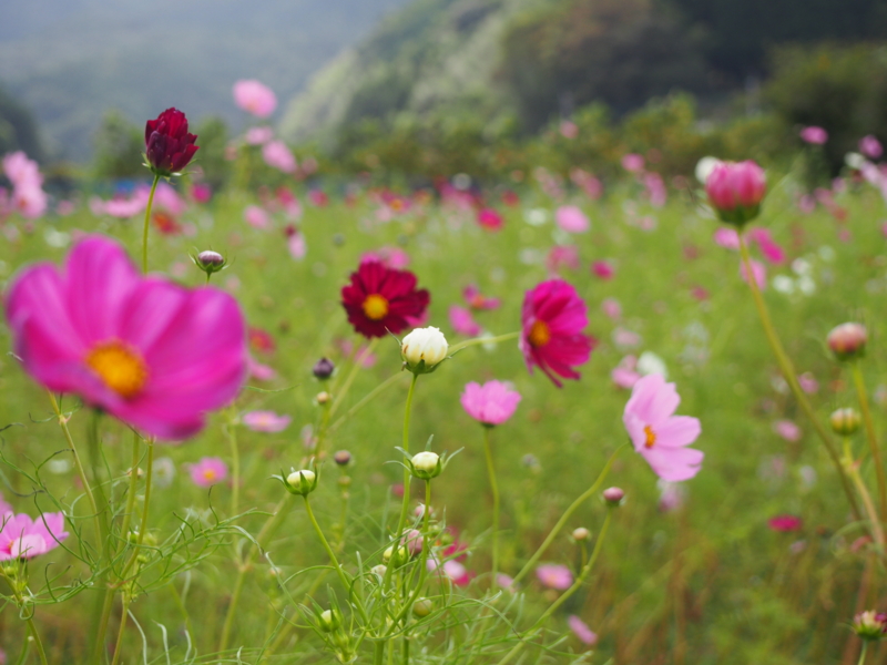 f:id:hanamizuki1966:20141006134358j:image:w450