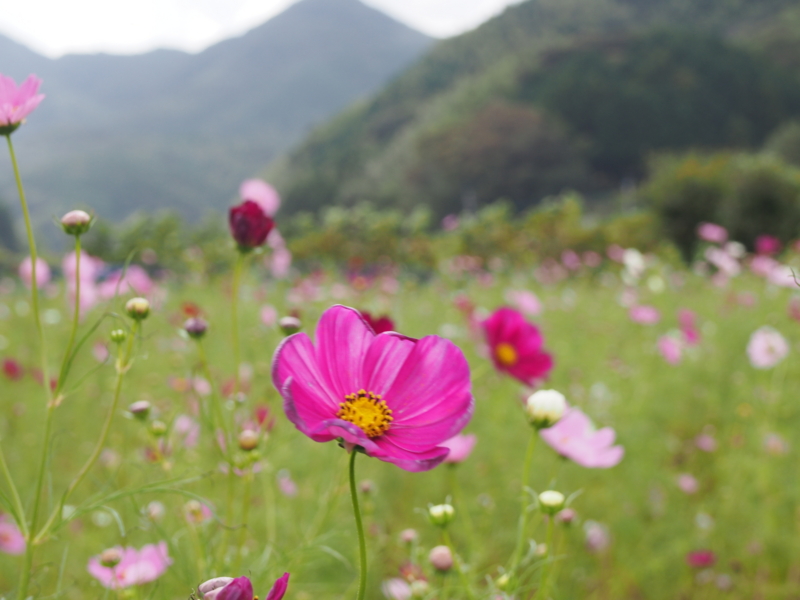 f:id:hanamizuki1966:20141006134405j:image:w450