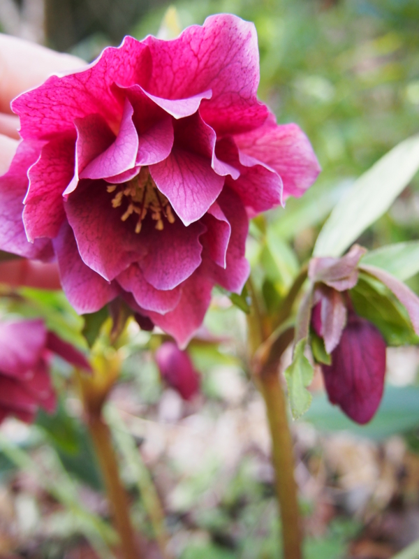 f:id:hanamizuki1966:20150302110647j:image:h400