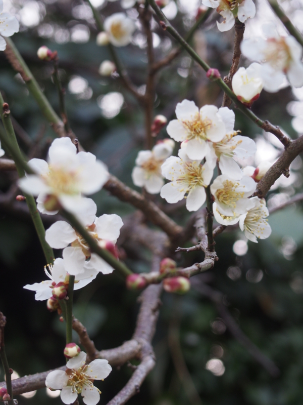 f:id:hanamizuki1966:20150309173343j:image:h450 f:id:hanamizuki1966:20150309173343j:image:h450