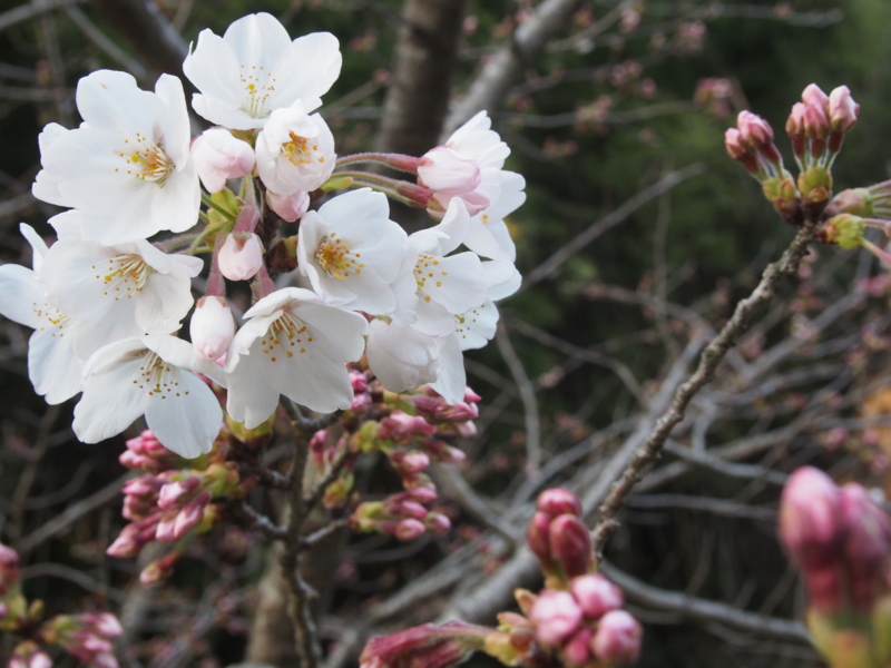 f:id:hanamizuki1966:20150326174427j:image:w400