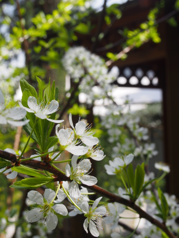 f:id:hanamizuki1966:20150330124543j:image:h400