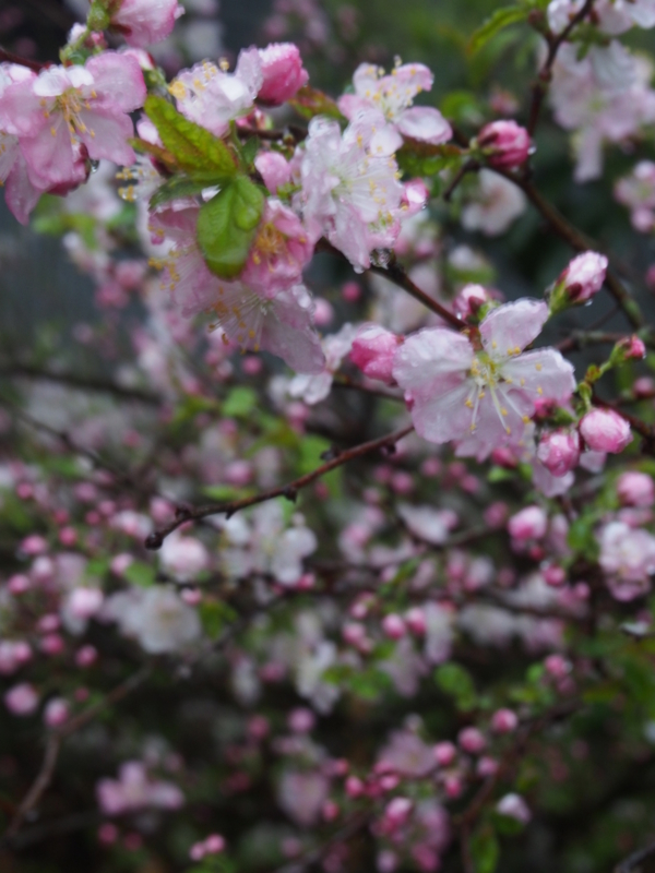 f:id:hanamizuki1966:20150401181655j:image:h450