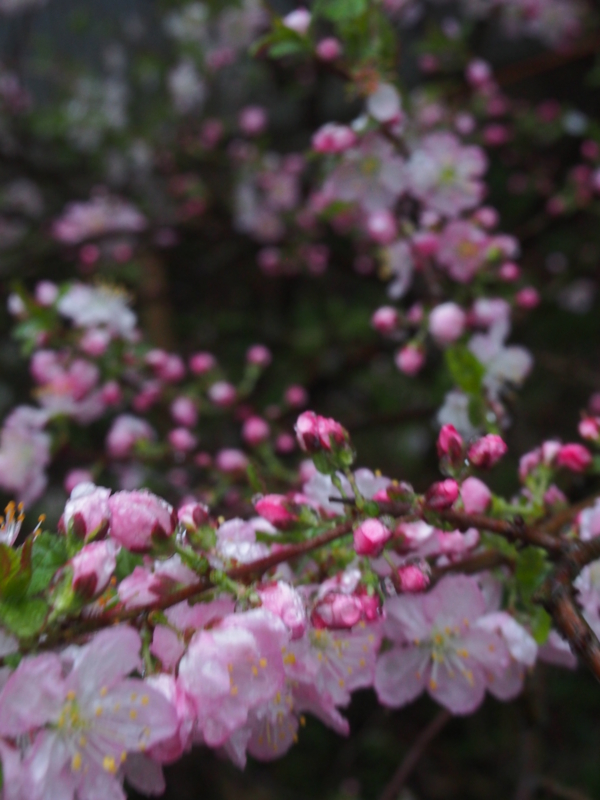 f:id:hanamizuki1966:20150401181807j:image:h450
