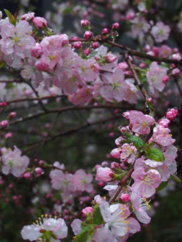 f:id:hanamizuki1966:20150401181843j:image:h450