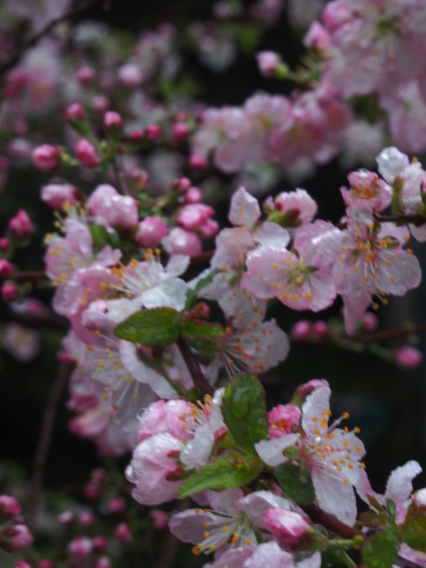 f:id:hanamizuki1966:20150401182002j:image:h450