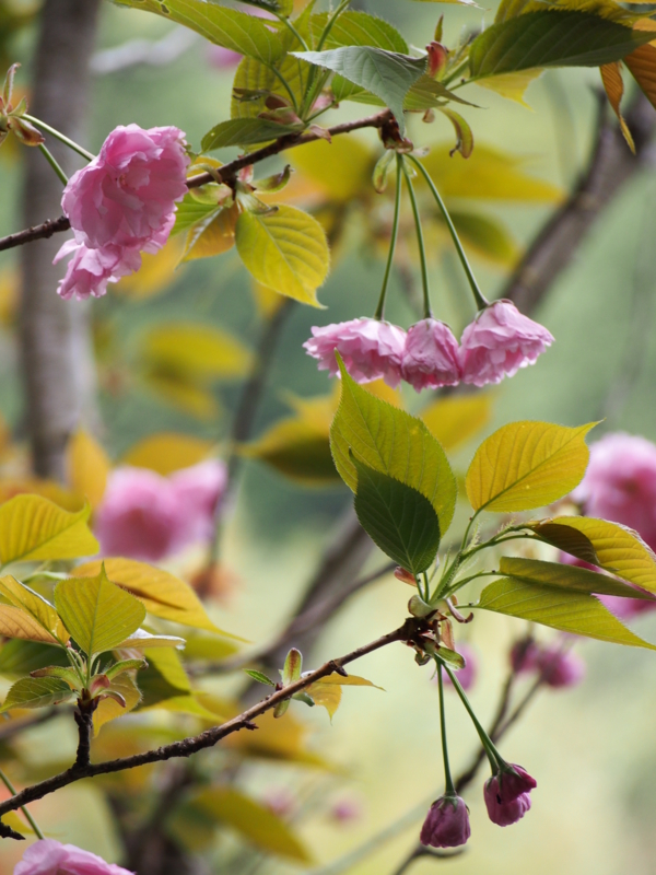 f:id:hanamizuki1966:20150407160108j:image:h400