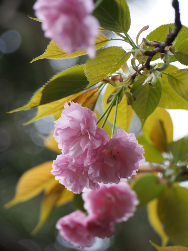 f:id:hanamizuki1966:20150407160517j:image:h400