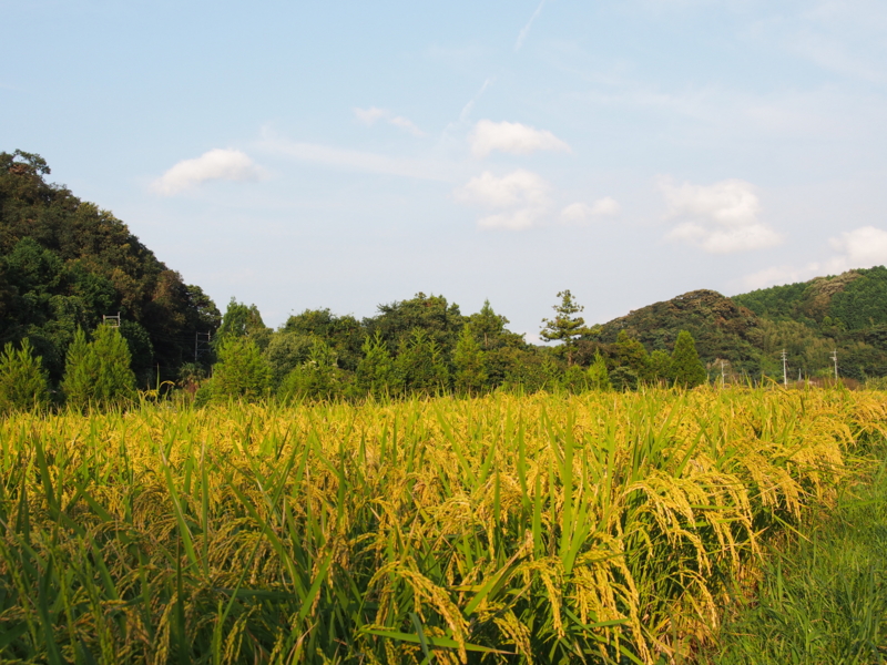 f:id:hanamizuki1966:20150903171951j:image:w450