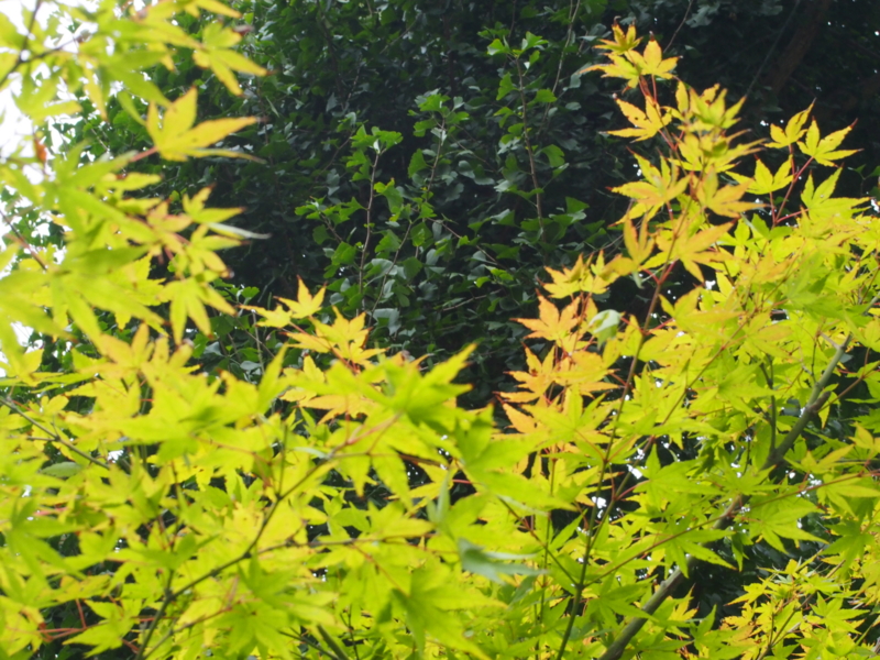 f:id:hanamizuki1966:20150907161358j:image:w400