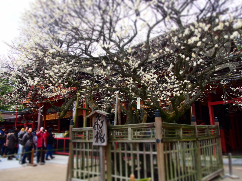 f:id:hanamizuki1966:20160217104521j:image:w400
