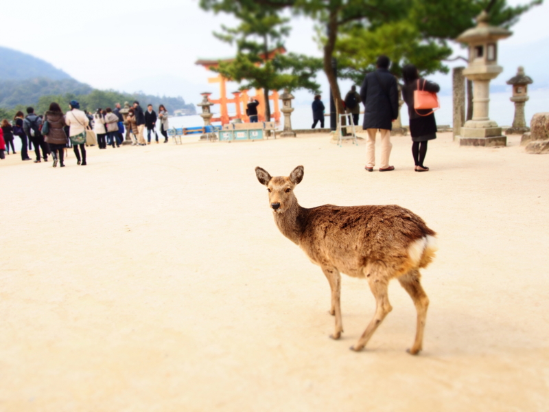 f:id:hanamizuki1966:20160227122313j:image:w400