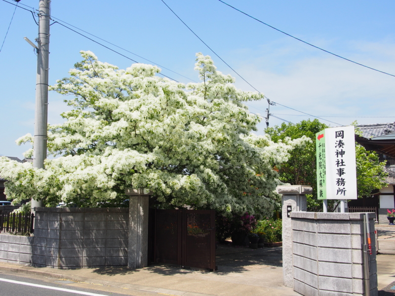 f:id:hanamizuki1966:20160501135221j:image:w450