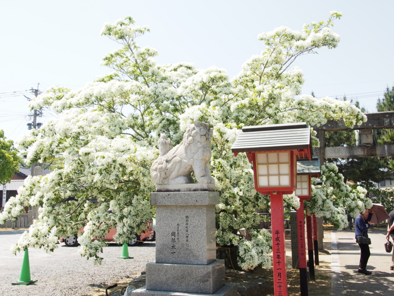 f:id:hanamizuki1966:20160501135834j:image:w450