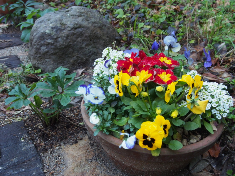 f:id:hanamizuki1966:20170103161445j:image:w300