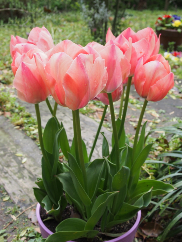 f:id:hanamizuki1966:20170409091629j:image:h450