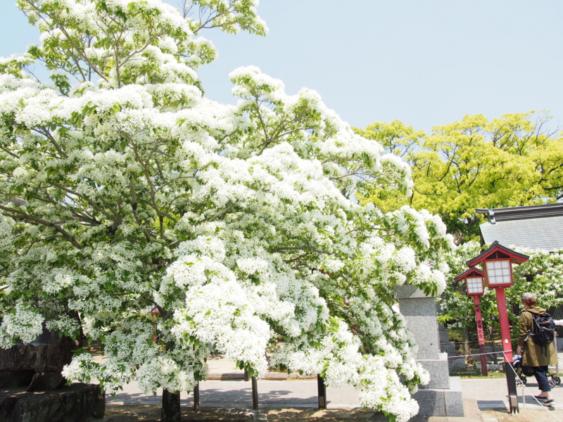f:id:hanamizuki1966:20170503123336j:image:w450