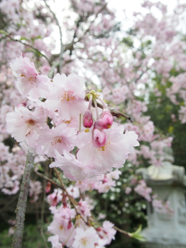f:id:hanamizuki1966:20180401113634j:image:h400