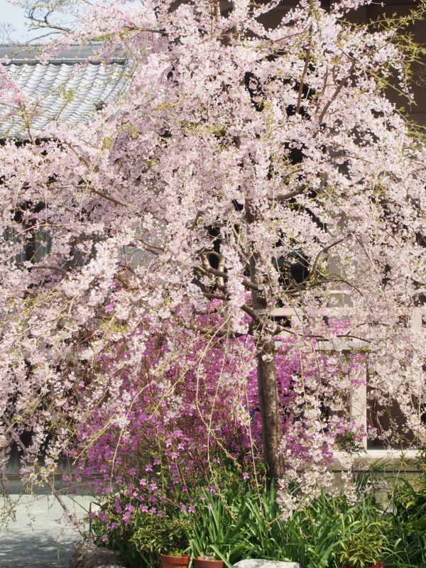 f:id:hanamizuki1966:20180401113708j:image:h400