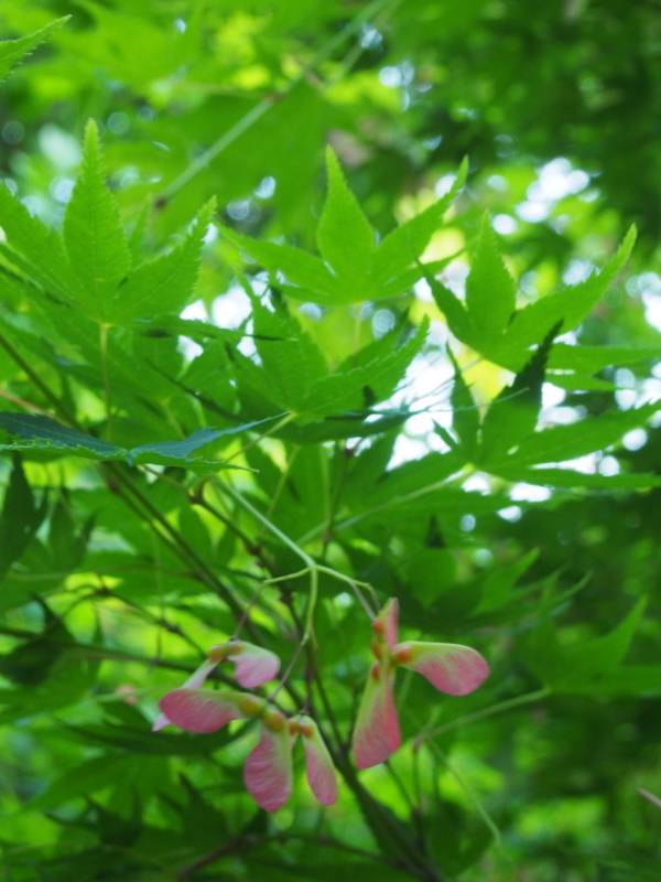 f:id:hanamizuki1966:20180510173334j:image:h400